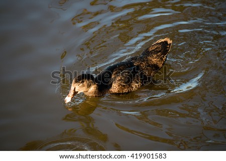 Duck swimming in lake with blue water under sunlight, Duck swims in water, Selective focus