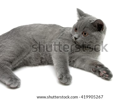 beautiful gray kitten lies on a white background. horizontal photo.