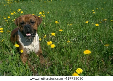 the one-year-old puppy of the german boxer lies in a grass among flowers of dandelions, looks directly