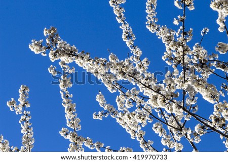 cherry tree with white flowers in the background the blue sky