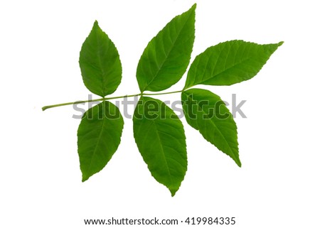 Ash tree (Fraxinus americana) leaf isolated on a white background. Royalty-Free Stock Photo #419984335