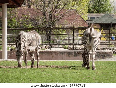 Picture of two beautiful zebras feeding on the grass