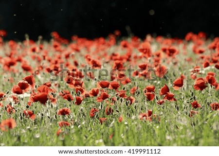 Red poppies in the wheat field