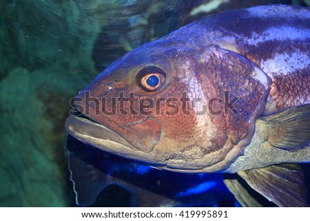 Japanese Endemic fish