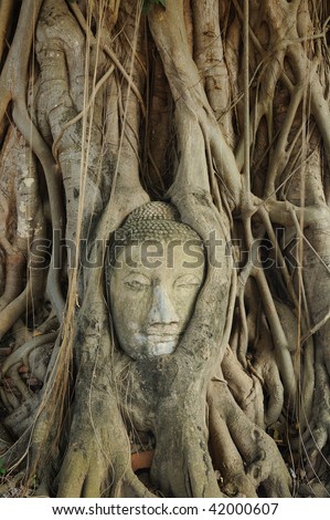 Buddha's head in banyan tree, Ayuthaya, Thailand