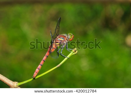 Dragonfly in Chae Son National Park Thailand.Dragonfly,Damselfly, insect,animal,-Focus on eyes.