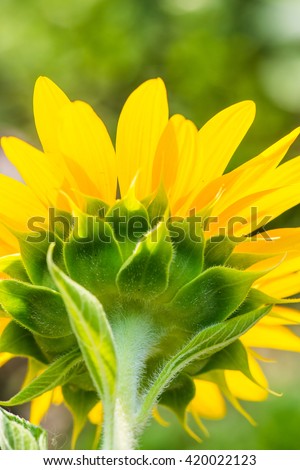 Close up of sunflower, Thailand