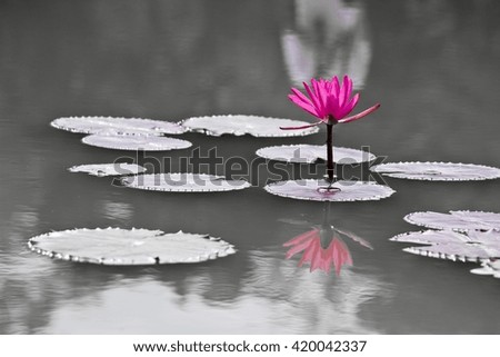 Macro Photography - Pink Lotus in Black and White