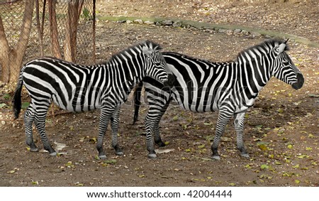 Beautiful zebras standing together