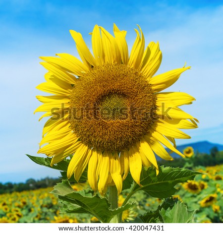 The sunflower field vintage effect style pictures