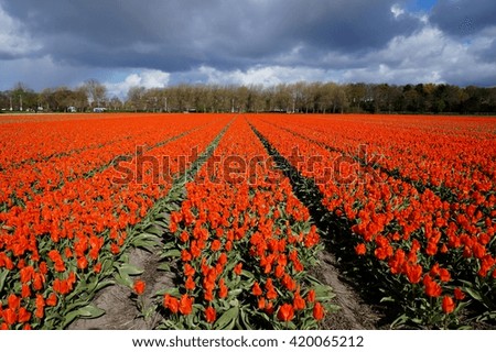 Field of tulip