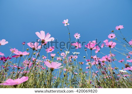 Cosmos flower meadow in sunny day and blue sky