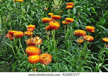 Soft focus straw flower or Everlasting for blur background in garden