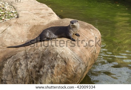 Wet river otter standing on a rock
