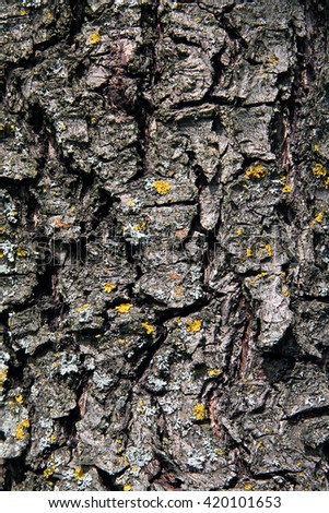 The surface of the wood, bark. Texture, background.
