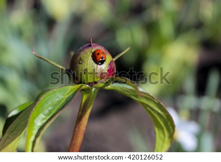 a little red in the black dot ladybug sits on the unopened bud of peony 