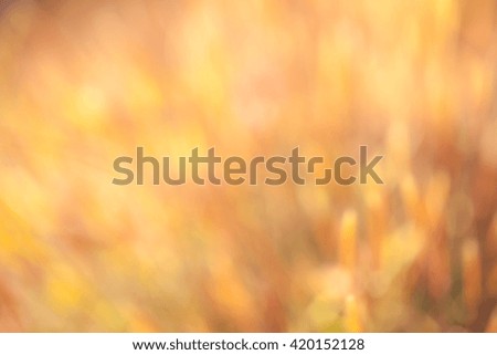 Blur wild flower