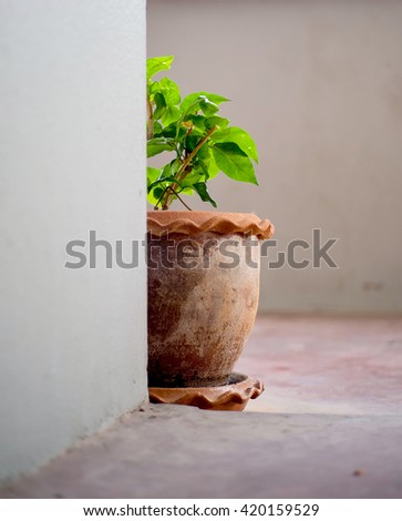 The flowerpot in front of room.