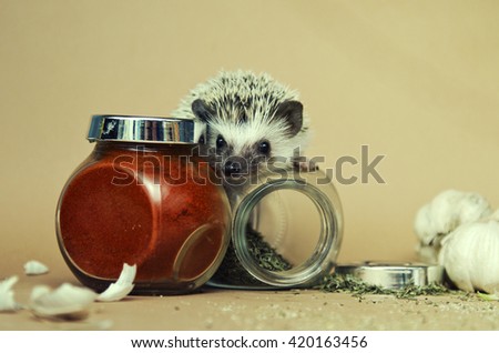 small, adorable, funny and cute hedgehog on a beige background with cooking spices (cooking, kitchen)