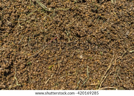 seed, Cocklebur, Burweed, California-bur