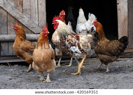 Group of chickens going out from coop Royalty-Free Stock Photo #420169351