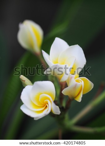 bokeh picture background shallow DoF of yellow white flowers of Frangipani, Plumeria, Templetree exotic aroma smell BALI style spa flowers on a sunny day with natural outdoor background in 