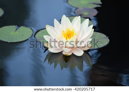 Water Lily Royalty-Free Stock Photo #420205717
