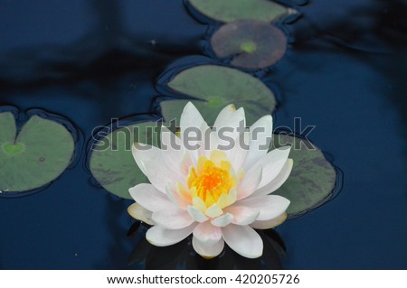 Water Lily Royalty-Free Stock Photo #420205726