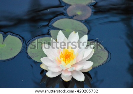 Water Lily Royalty-Free Stock Photo #420205732