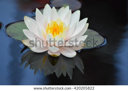 Water Lily Royalty-Free Stock Photo #420205822