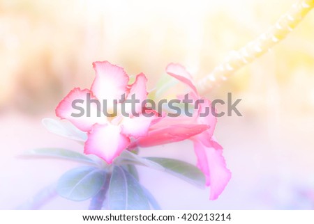 Nature background soft blur pastel colors from petals of flower