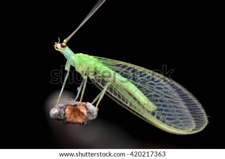 Green Lacewing  Royalty-Free Stock Photo #420217363