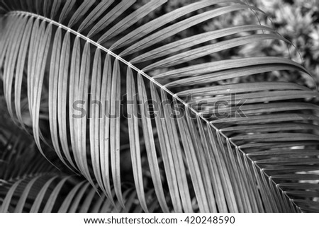 Low key black and white Nature background, plant's  leaves  in natural light and shadow, symbolic of peaceful and safe the Earth or life or Zen with toned color and selective focus.