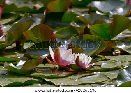 A pond with water lily, Nimphea lotus, flowers in a park from the center of Barcelona city.