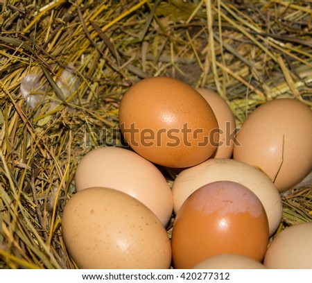 poultry eggs in the nest.