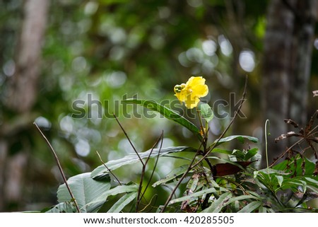 flowers of Borneo