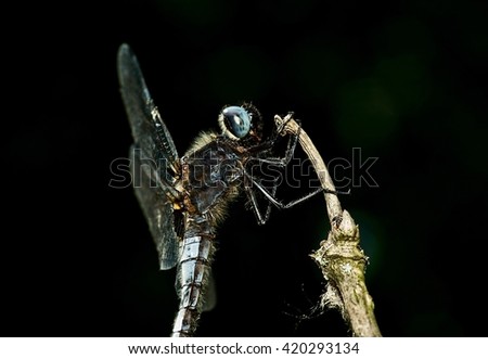 The dragonfly with blue eyes on a dry plant
