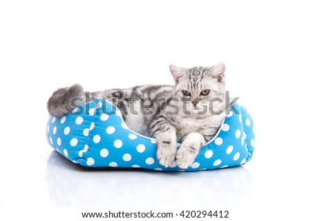 Cute American Shorthair kitten lying in cat bed on white back ground isolated