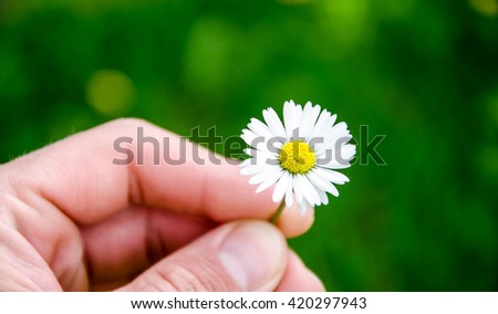 hand with a camomile on sunny summer day