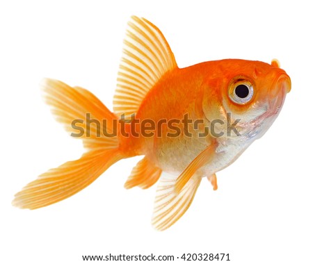 Orange Gold Fish Isolated on White Background