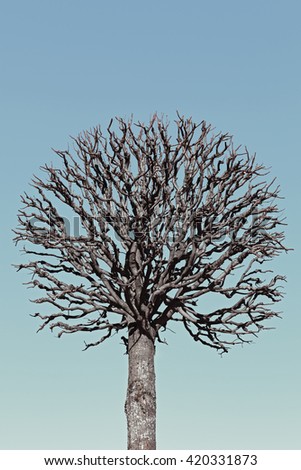 tree without leaves. branches trimmed in the shape of a ball. creative colored sky. environmental concept. 