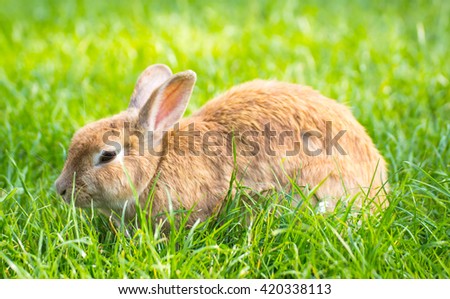 Rabbit, Rabbit on the lawn Rabbit on the green grass / Cottontail bunny rabbit eating grass in the garden .
