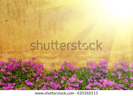 wall and oxalis flower