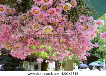 pink sun flower hanging down to dry for sachet souvenir shop at Tomita farm Hokkaido Japan 