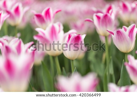 Multi coloured tulips