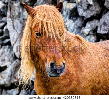 Wet horse under heavy rain in Ireland Royalty-Free Stock Photo #420382813