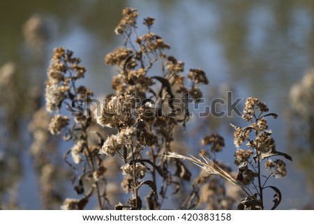 Dried swamp grass weed generic plants