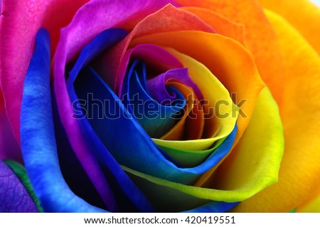 Fresh beautiful multicolor roses flower for floral background Royalty-Free Stock Photo #420419551