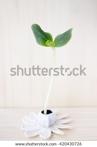 Young green spring zucchini sprout like a swan, growing from child's dish on the crochet doily. The seedling in small pot 