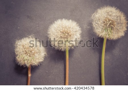 Three white dandelion on grey background